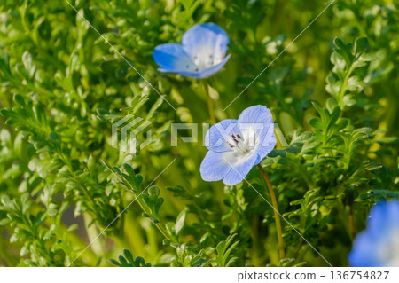 藍色的粉蝶花在茂盛的綠葉間閃閃發光 136754827