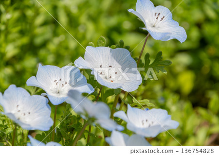 春日的陽光下,一排排粉蝶花競相綻放。 春日的陽光下,一排排粉蝶花競相綻放。 136754828