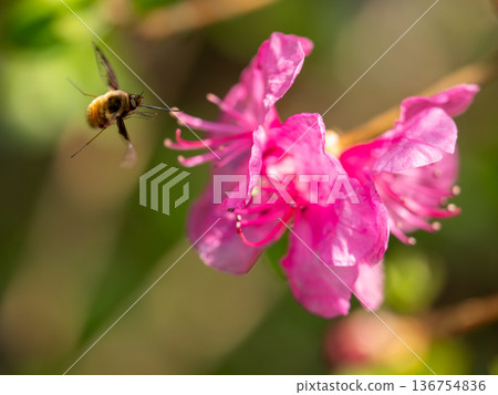Below Dot Triobu Below Dot Triobu 136754836
