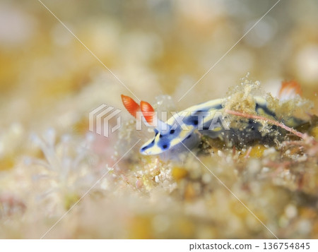 Beautiful sea anemone Beautiful sea anemone 136754845