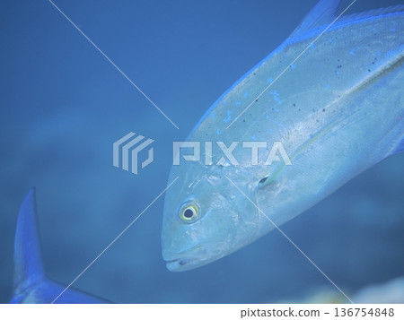 Big fish Big fish 136754848