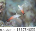 一對蝦虎魚 136754855