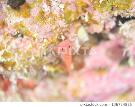 美麗的牆上有一條紅色的蝦虎魚 136754856