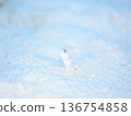 沙質土壤上的姬鰕虎魚 136754858