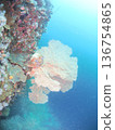 藍色的大海和美麗的軟珊瑚 136754865