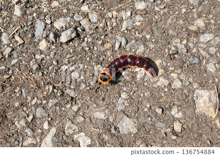 brown caterpillar of Cossus cossus on rocky soil. hairy caterpillar with black and brown stripes Tree pests brown caterpillar of Cossus cossus on rocky soil. hairy caterpillar with black and brown stripes Tree pests 136754884