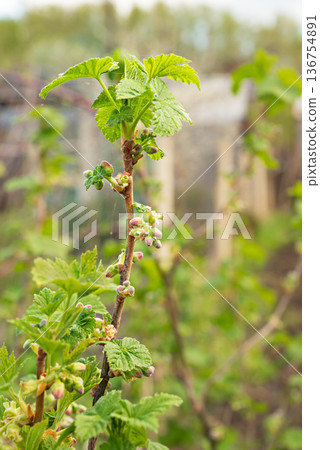 Black currant flowers on shrub branch against background of green currant leaves. Spring blooming garden. 136754891
