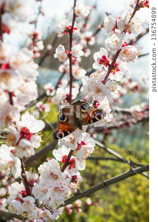 Butterfly Peafowl eye, Aglais io, on an apricot tree flower on branch in spring Butterfly Peafowl eye, Aglais io, on an apricot tree flower on branch in spring 136754899