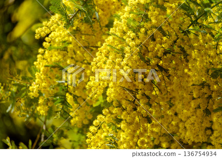 Vividly blooming mimosa flowers and green leaves 136754934