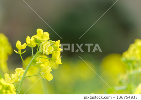 春日陽光下盛開的油菜花特寫 136754935