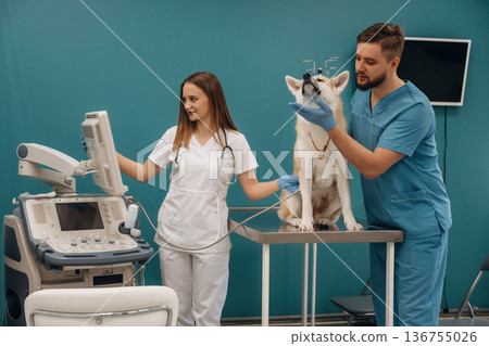 Blue wall, ultrasonic test. Veterinarians are with Akita Inu dog in clinic 136755026