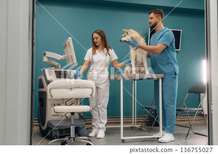 Blue wall, ultrasonic test. Veterinarians are with Akita Inu dog in clinic 136755027