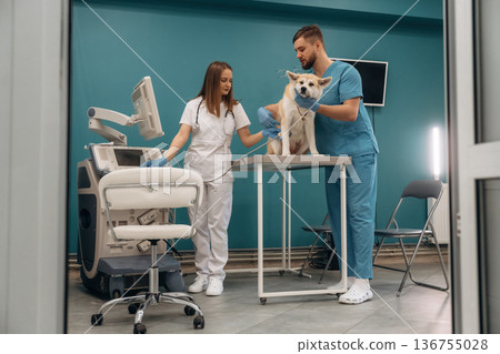 Equipment for ultrasonic testing. Veterinarians are with Akita Inu dog in clinic Equipment for ultrasonic testing. Veterinarians are with Akita Inu dog in clinic 136755028