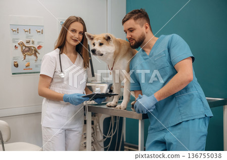 In clinic. Veterinarians are with Akita Inu dog In clinic. Veterinarians are with Akita Inu dog 136755038