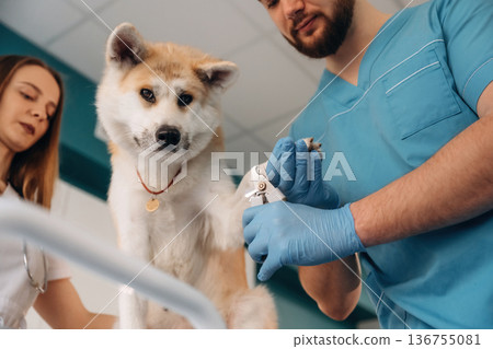 Nails are being cutting. Veterinarians are with Akita Inu dog in clinic 136755081