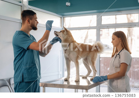 Veterinarians are with Akita Inu dog in clinic 136755083