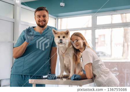 Medical help conception. Veterinarians are with Akita Inu dog in clinic Medical help conception. Veterinarians are with Akita Inu dog in clinic 136755086