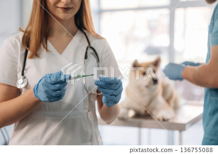 Woman is holding thermometer. Veterinarians are with Akita Inu dog in clinic Woman is holding thermometer. Veterinarians are with Akita Inu dog in clinic 136755088