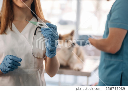Woman is holding thermometer. Veterinarians are with Akita Inu dog in clinic Woman is holding thermometer. Veterinarians are with Akita Inu dog in clinic 136755089