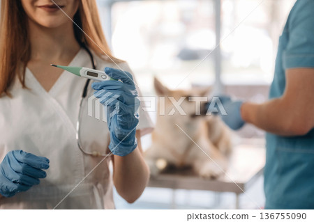 Woman is holding thermometer. Veterinarians are with Akita Inu dog in clinic Woman is holding thermometer. Veterinarians are with Akita Inu dog in clinic 136755090
