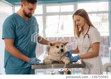 Medical help conception. Veterinarians are with Akita Inu dog in clinic Medical help conception. Veterinarians are with Akita Inu dog in clinic 136755091