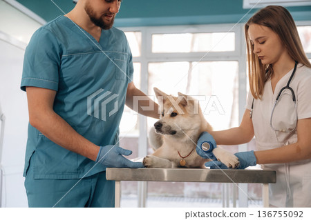 Medical help conception. Veterinarians are with Akita Inu dog in clinic Medical help conception. Veterinarians are with Akita Inu dog in clinic 136755092
