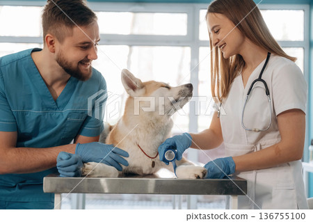 Man and woman, animal is on the table. Veterinarians are with Akita Inu dog in clinic Man and woman, animal is on the table. Veterinarians are with Akita Inu dog in clinic 136755100