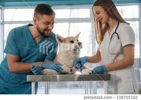 Man and woman, animal is on the table. Veterinarians are with Akita Inu dog in clinic Man and woman, animal is on the table. Veterinarians are with Akita Inu dog in clinic 136755102