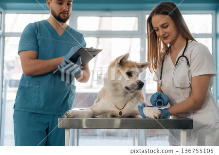 Checkup session. Veterinarians are with Akita Inu dog in clinic Checkup session. Veterinarians are with Akita Inu dog in clinic 136755105