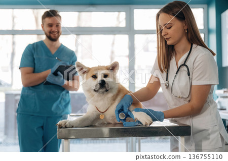 Akita Inu dog breed. Veterinarians are in clinic Akita Inu dog breed. Veterinarians are in clinic 136755110