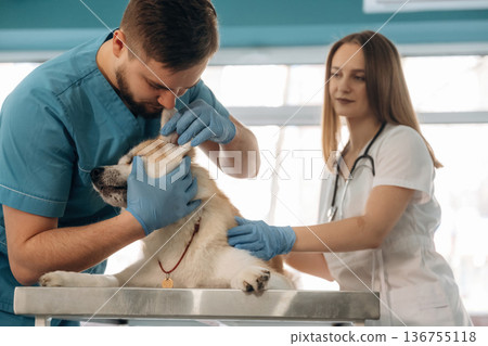 Busy, checking in, examining. Veterinarians are with Akita Inu dog in clinic Busy, checking in, examining. Veterinarians are with Akita Inu dog in clinic 136755118