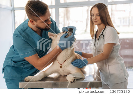 The teeth check. Veterinarians are with Akita Inu dog in clinic The teeth check. Veterinarians are with Akita Inu dog in clinic 136755120