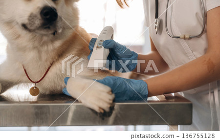 Shaving the fur. Veterinarians are with Akita Inu dog in clinic Shaving the fur. Veterinarians are with Akita Inu dog in clinic 136755128