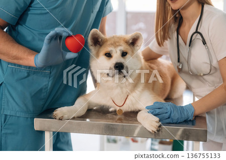 Little red heart in hands, cardiologist. Veterinarians are with Akita Inu dog in clinic Little red heart in hands, cardiologist. Veterinarians are with Akita Inu dog in clinic 136755133