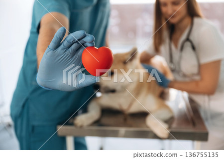 Little red heart in hands, cardiologist. Veterinarians are with Akita Inu dog in clinic 136755135