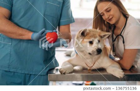 Little red heart in hands, cardiologist. Veterinarians are with Akita Inu dog in clinic 136755136