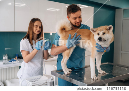 Measuring body temperature, holding thermometer. Veterinarians are with Akita Inu dog in clinic 136755138