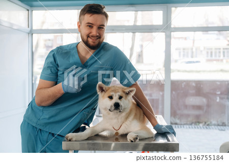 In the hospital on table. Male veterinarian is with Akita Inu dog in clinic In the hospital on table. Male veterinarian is with Akita Inu dog in clinic 136755184