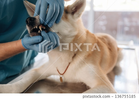 Looking at teeth. Male veterinarian is with Akita Inu dog in clinic Looking at teeth. Male veterinarian is with Akita Inu dog in clinic 136755185