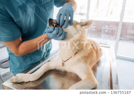 Looking at teeth. Male veterinarian is with Akita Inu dog in clinic Looking at teeth. Male veterinarian is with Akita Inu dog in clinic 136755187