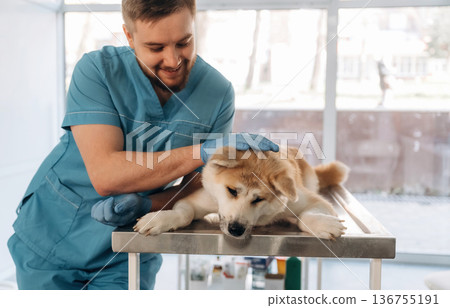 Animal is lying down on table. Male veterinarian is with Akita Inu dog in clinic Animal is lying down on table. Male veterinarian is with Akita Inu dog in clinic 136755191