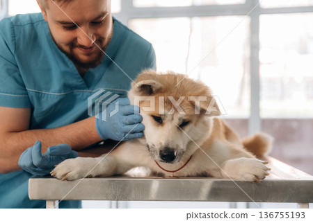 Animal is lying down on table. Male veterinarian is with Akita Inu dog in clinic Animal is lying down on table. Male veterinarian is with Akita Inu dog in clinic 136755193