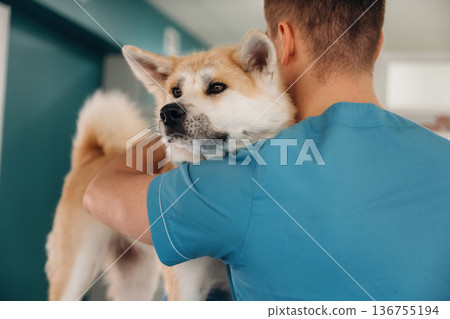 Male veterinarian is with Akita Inu dog in clinic Male veterinarian is with Akita Inu dog in clinic 136755194