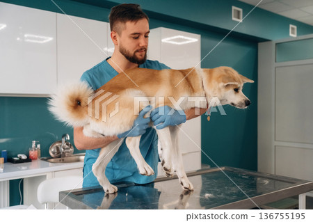In the hospital on table. Male veterinarian is with Akita Inu dog in clinic In the hospital on table. Male veterinarian is with Akita Inu dog in clinic 136755195