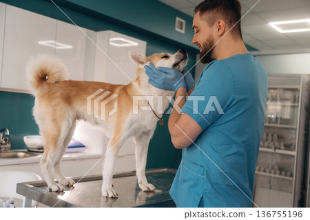 Teeth checking. Male veterinarian is with Akita Inu dog in clinic Teeth checking. Male veterinarian is with Akita Inu dog in clinic 136755196