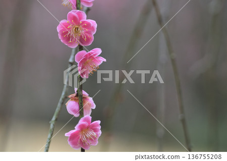 二月陰天下，紅梅花盛開 136755208