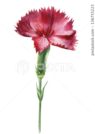 Red carnation watercolor flower isolated on white background with ruffled petals for romantic greeting card design Red carnation watercolor flower isolated on white background with ruffled petals for romantic greeting card design 136755223