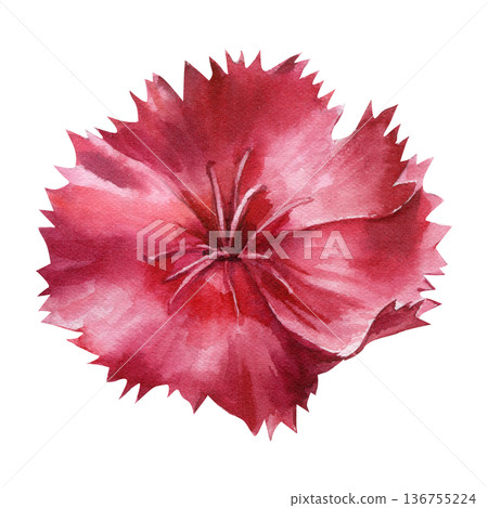 Red carnation watercolor blossom closeup isolated on white with ruffled fringed petals for romantic card design and prints Red carnation watercolor blossom closeup isolated on white with ruffled fringed petals for romantic card design and prints 136755224