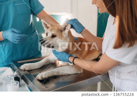 In professional doctor's clothes. Veterinarians are with Akita Inu dog in clinic 136755228