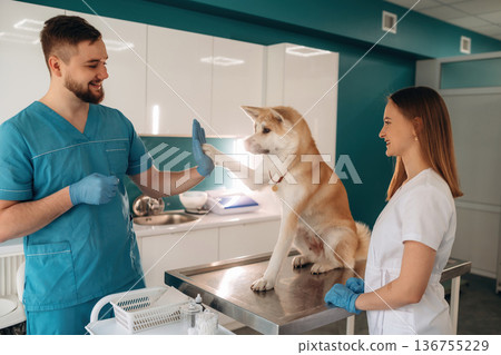 In professional doctor's clothes. Veterinarians are with Akita Inu dog in clinic 136755229